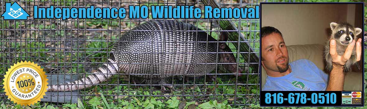 Independence Wildlife and Animal Removal